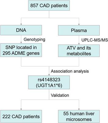 UGT1A1 rs4148323 A Allele is Associated With Increased 2-Hydroxy Atorvastatin Formation and Higher Death Risk in Chinese Patients With Coronary Artery Disease